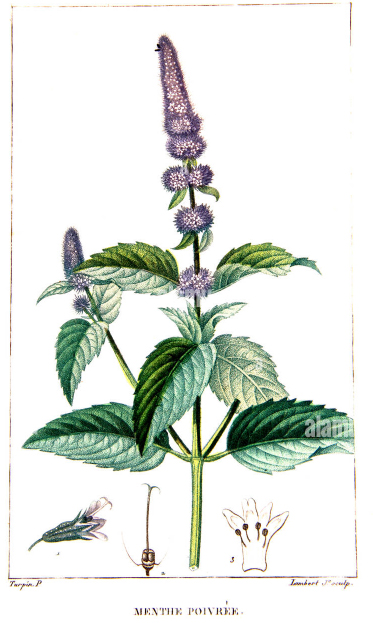 menthe-poivree-bio-francaise